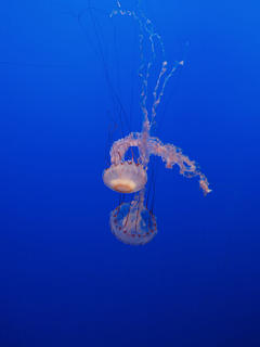 Purple-stripped jelly #2