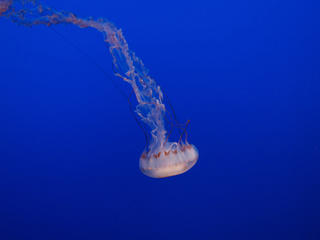 Purple-stripped jelly #3