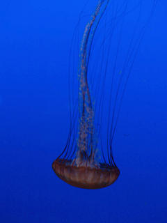 Sea nettle