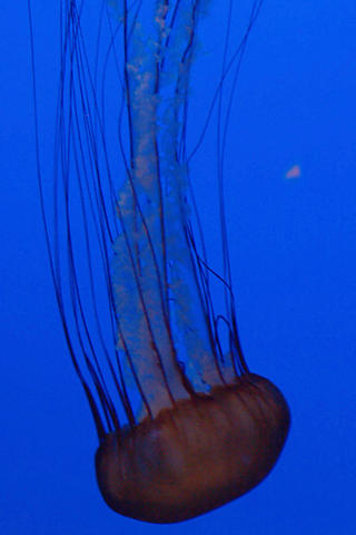 Sea nettle #2