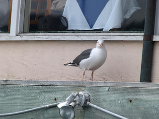 Seagull