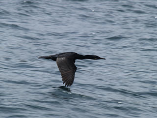 Cormorant