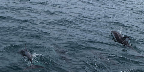 Dolphins #2