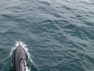 Dolphin