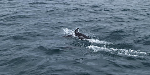 Dolphin #3