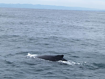 Humpback whale