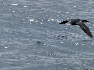 Cormorant #2