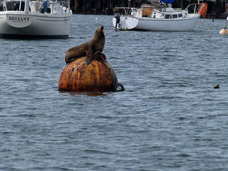Guardian of the harbor