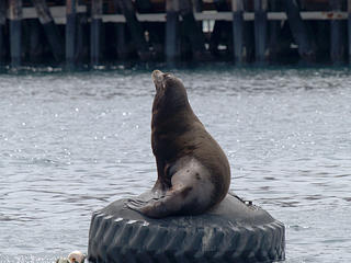 Sea lion #2