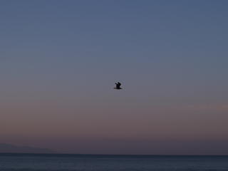 Bird at sunrise