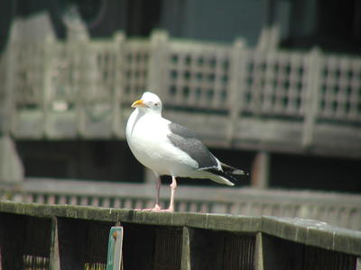 Seagull