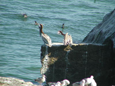 Pelicans #3