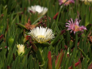 Flower growing along the Pacific