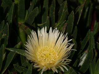 Flower growing along the Pacific #4