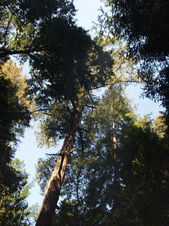 Redwoods
