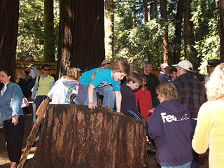 Queen of the redwood stump
