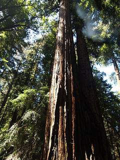 Redwood