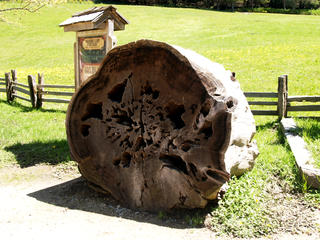 Redwood tree trunk