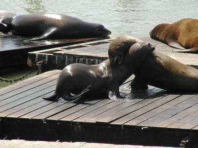 Sea lions
