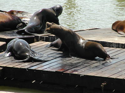 Sea lions #4