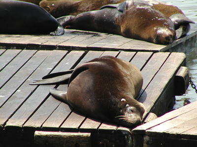 Sea lions #7