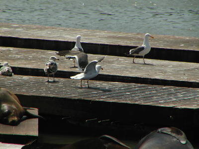 Seagulls