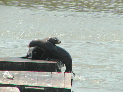 Sea lions #8