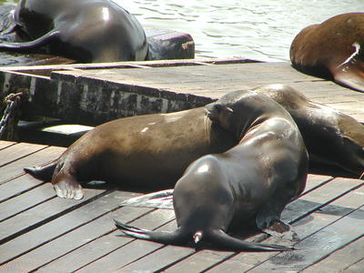 Sea lions #9