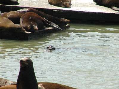 Sea lions #10