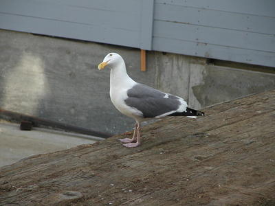 Seagull #6