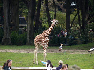 Reticulated gifaffe #2