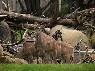 Greater Kudu