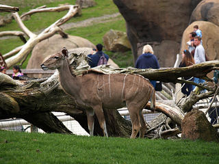 Greater Kudu #2
