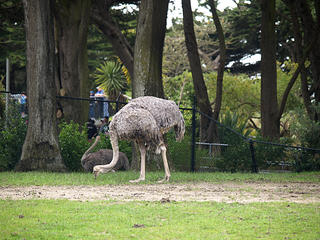 Ostrich