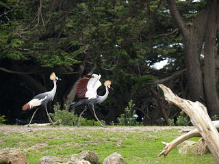 East African crowned crane
