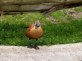 Mandarin duck