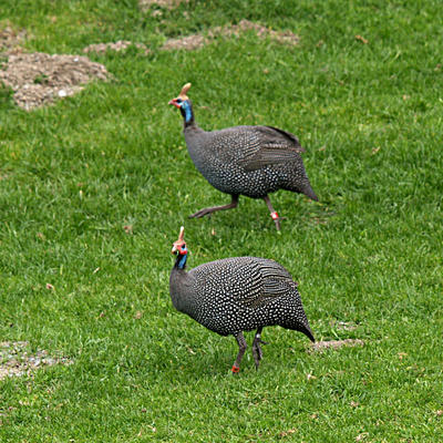 East African helmeted guineafowl