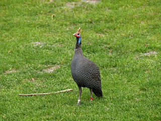 East African helmeted guineafowl #2