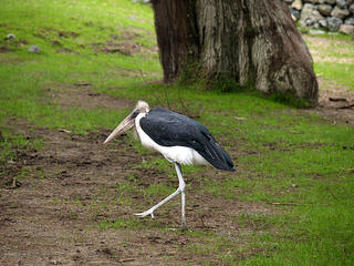 Marabou stork
