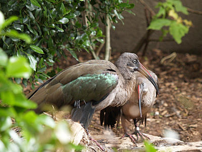 Hadada ibis