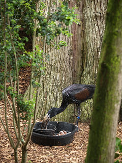 Arfican open-billed stork