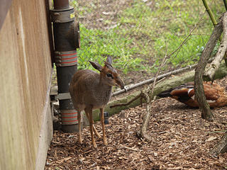 Guenther's dik-dik