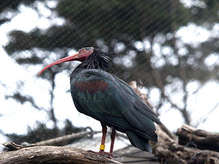 Waldrapp ibis #2