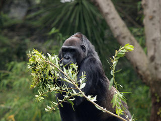 Western lowland gorilla