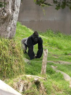 Silverback gorilla