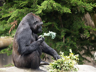 Waiting for the beau