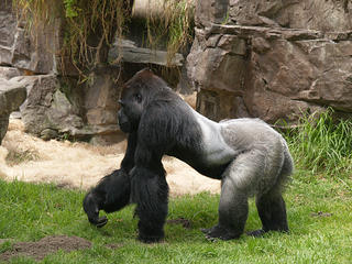 Silverback male