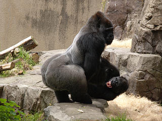 I'll teach you who's boss around here