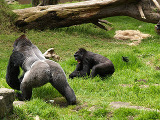 Your mother wears army boots