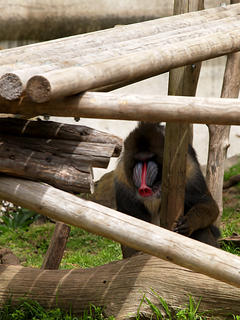 Mandrill